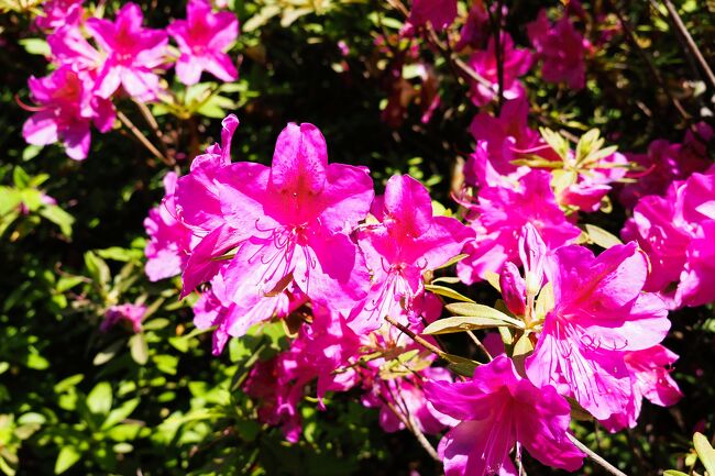 練馬区の武蔵関公園を訪れた時の画像をアップします。<br /><br />今年最初に訪れたのは桜の季節。<br />そしてツツジの咲く5月。<br /><br />季節によってこれだけ風景が違うのだなあと<br />つくづく感じた公園でした。