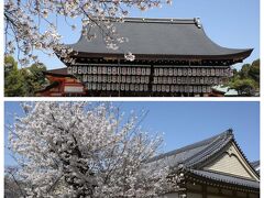 ２０２３京都の桜＊＊その一＜円山公園・八坂神社・醍醐寺＞＊＊