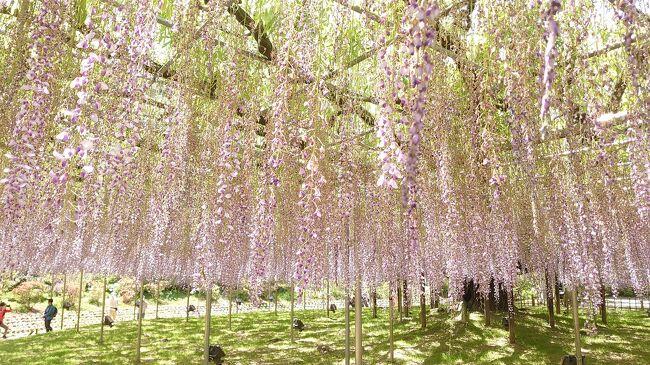 藤は旬を過ぎて、シャクナゲとバラが見頃<br />歩き疲れない広さの庭園