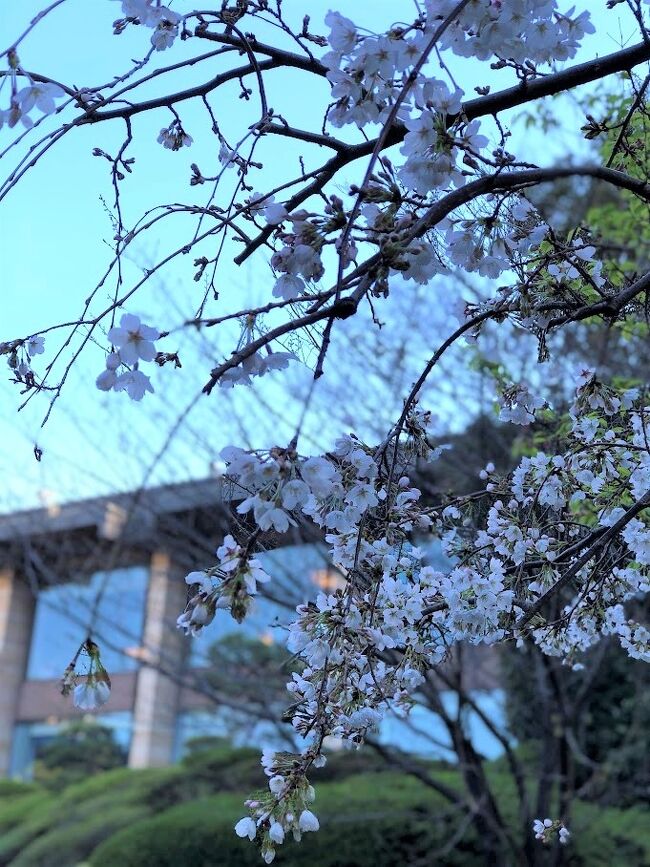 昨年のお花見は奈良・吉野山でしたが、今年は何も予定を立てていなかったので、サクッと近場でホテルニューオータニ東京に１泊してきました。<br /><br />