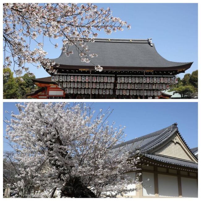 今年（２０２３年）の桜は、京都に２回見に行きました。１度目は妹と祇園で八坂神社や円山公園の桜を少しだけ楽しんだ後、「スコルピオーネ祇園」でランチをしました。この日はスコルピオーネでのランチがメインだったので、そこから近い場所や移動しやすい所での桜を楽しみました。<br /><br />昼食の後は醍醐寺へ移動して、満開の桜を楽しみました。醍醐寺は秋の紅葉の頃に一度行っていますが、やはり桜の名所らしく沢山の人が訪れていました。海外からのお客様も戻ってきて、４月以降は更に賑やかな京都になっているようです。