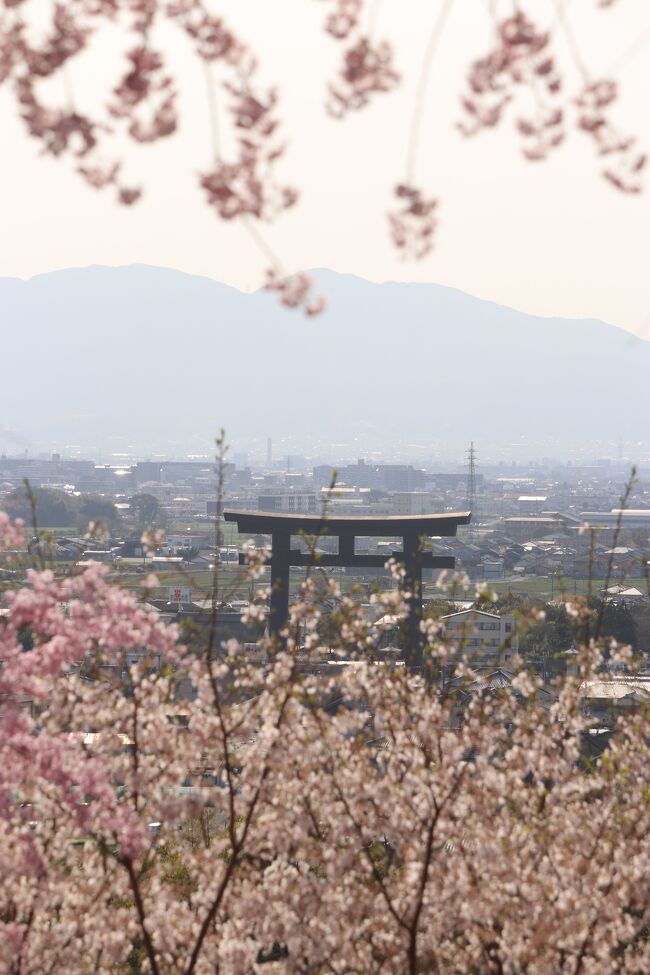 昨年の奈良の紅葉めぐりに引き続いて、今回は日帰りで奈良の桜めぐりをしてきました。<br />　<br />　奈良ホテル　→　浮見堂　→　飛火野　→　春日野園地　→　三社託宣池　→　東大寺南門　→　鏡池　→　東大寺　→　正倉院おかっぱ桜　→　正倉院　→　興福寺　→　ならまち　→　猿沢池　→　天理　→　石上神社　→　大神神社　→　安倍文殊院　→　藤原京跡