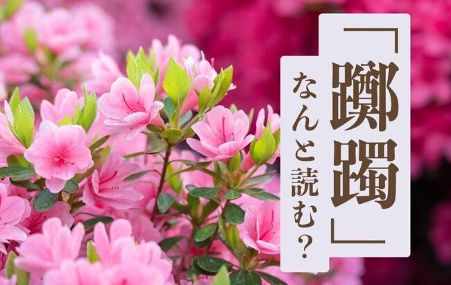 　お母（か）んが花を見に行ったんやけど花の名前が分からへんねんて。<br /><br />　見に行った花の名前が分からんのかいな。どないなってんねんな。どっかに名前書いてへんかった？<br /><br />　それが書いてあったんやけど読み方が分からへんねんて。<br /><br />　ほな僕がお母（か）んの見た花の名前一緒に考えたげるから、どんなとこ行ったか言うてみてよ。<br /><br />　大阪のなるかわ園地ゆうとこ行ったらしいねんな。<br /><br />　そら、お母んが見たのはツツジやがな。なるかわ園地ゆうたらツツジで有名なんやから。ツツジロールいうて物凄いヒラドツツジが咲いてんねんから。<br />「躑躅」は読まれへんよ。読める奴おっても書かれへんねんからあれは。漢字二つで４２画もあるんやから。子供の名前に「躑躅」ちゃんて付けたら中学校行っても自分の名前書かれへんねんから。試験の答案用紙に名前書くだけで時間無くなるんやから。<br /><br />　僕もツツジちゃうかな思てんけど、分からへんねんな～。おかんが言うには駐車場からすぐ見られたゆうねんな。<br /><br />　ほなツツジとちゃうか。なるかわ園地のツツジは１時間位山道歩かんと行かれへんのよ。その辺の公園や思て普段着で行ったら山道でえらい目に遭うんやから。他に何か言うてへんかった？<br /><br />　奈良の葛城山でも咲いてるらしいわ。<br /><br />　ほな、やっぱりツツジやないかい。葛城山言うたらツツジしか咲いてへんねんから。後はススキくらいしか見るもんないねん。神社かて「葛城神社」ゆうから葛城山にあるんかなと思わせておいて実は金剛山にあるんやから。「葛城岳」も金剛山にあるんやから。<br /><br />　僕もツツジちゃうかなと思てんけど、分からへんねんな～。お母んが言うには助平なオッサンの隠語にもなってるらしいねんな。<br /><br />　そらツツジとちゃうか～。鬱金香（チューリップ）は花の下が長いから「鼻の下を伸ばす」から連想してそう言うようになったんやけど、この字も読めんのよ。ほなツツジとちゃうやんか。もうちょっと他に何かゆうてへんかった？<br /><br />　去年は浅香山にも見に行ったらしいわ。<br /><br />　そらツツジやないかい。浅香山ゆうたらツツジしかないんやから。そんなもんツツジで決まりやがな。<br /><br />　僕もツツジちゃうかな思てんけど分からへんねんな。<br /><br />　何が分からへんのよ、ツツジで決まりやがな。<br /><br />　お父（と）んがゆうには「サツキとちゃうか、知らんけど」て。<br /><br />　知らんのかい！　似てるけどちゃうやろ！ってもうええか。