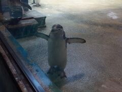日本最多９種を擁する！てんこ盛りスポット：長崎ペンギン水族館