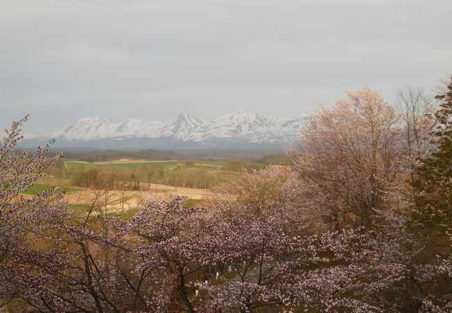 　大型連休、用があって中富良野に来ました。その途中、いつもは素通りする深山峠で、見事に桜が満開でした。その様子を紹介します。