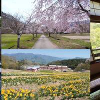 関東最遅の桜鑑賞＆静かな温泉でのんびり～2023年4月・気ままなみなかみ旅～