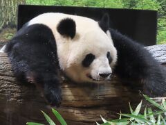 賑わいを取り戻した上野動物園　☆動物の子供たち