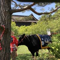 ゴールデンウィーク長野市内はお祭り一色（善光寺花回廊開催中）