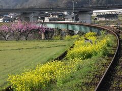 日本の原風景「八頭若桜谷」を走る若桜鉄道2021～菜の花と桜の咲き誇る車窓と丹比駅～（鳥取）