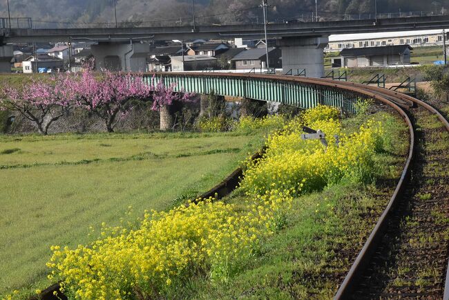「八頭若桜谷（やずわかさだに）」は、鳥取県東部の八頭郡八頭町と若桜町の通称です。<br />山に囲まれた町に集落があり、昭和の初めに開通した「国鉄若桜線」が現在第三セクターの「若桜鉄道」となり、当時の駅舎などが今も使われています。<br />これから春の花が咲き誇る里山風景の「若桜鉄道（わかさてつどう）」と、古レールを使った上屋と木造駅舎が残る「丹比駅（たんぴえき）」を訪れます。<br /><br />乗車した車両は観光列車「若桜号」と「昭和号」、普通列車として運用されています。<br />若桜鉄道が開業した昭和62年の気動車を、数年前に水戸岡鋭治氏のデザインにより改造し、お洒落で豪華な雰囲気を満喫できます。<br /><br />若桜鉄道には国の登録有形文化財が23施設（駅舎、ホーム、橋梁、転車台、他）もあり、魅力あるローカル鉄道です。<br /><br />若桜線の歴史は以下の通り。<br />昭和5年（1930）鳥取県の郡家（こおげ）～若桜（わかさ）間19.2kmに「国鉄若桜線」が開業。<br />昭和62年（1987）国鉄分割民営化によりJR西日本を経て、10月14日に第三セクター「若桜鉄道」に引き継がれました。<br />明治22年頃には山陰線のルート候補のひとつとして宮津～出石～若桜～鳥取が検討されたこともありました。<br /><br />なお、旅行記は下記資料を参考にしました。<br />・出雲大社のHP「いなばのしろうさぎ」<br />・コトバンク「郡家」；地名由来<br />・若桜鉄道のHP：若桜号、登録有形文化財ご紹介<br />・一般社団法人SENRO.「八頭若桜谷」<br />・九州艤装のHP<br />・はやぶさこまちさんのブログ「若桜鉄道の水戸岡デザイン車両たち」<br />・やずナビ「天満山公園」<br />・鉄道ホビタス「若桜鉄道 電気機関車登場」<br />・ニッポン旅マガジン「若桜鉄道・第二八東川橋梁」<br />・とっとり旅「すは&#12441;らしき鳥取ノスタルシ&#12441;ー 鳥鐡旅 - 若桜鉄道編 -」：車両<br />・Michihiro Arashi、古レールのページ「古レールの刻印の内容」<br />・ブリッヂ・トレック（橋梁旅行）さん 4トラベル旅行記「古レールの刻印を巡る旅」<br />・エレペディア「がいし引き工事とは」<br />・朝日マリオン．コム、ひとえきがたり「丹比（たんぴ）駅」<br />・八頭町「マンホール蓋のデザイン紹介」<br />・ウィキペディア「あめつち」「郡家駅」「若桜鉄道」「若桜鉄道若桜線」「水戸岡鋭治」「丹比駅」<br />・wikiwand「停止位置目標」<br />