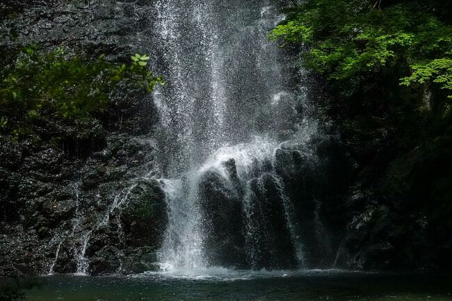 家族も大阪に引越しやっと落ち着いて来たので、週末散歩に出掛ける様になった。この日は少し足を延ばして箕面大滝へ。<br /><br />家から一時間かからず自然を楽しめた。<br />東京に比べて、山や海が身近にあって、気軽に楽しめる事を再認識。<br /><br />