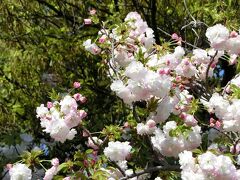 吹田市の住宅地・青山台の道路沿いを散歩しながら、”優美＆気品&可愛らしさ”を兼ね備えた「里桜（サトザクラ）」を楽しむ。（2023）