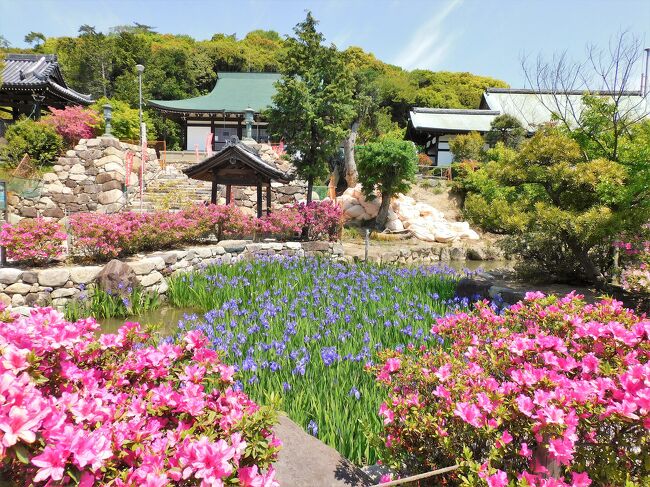 神戸市垂水区の多聞寺には境内の弁天池いっぱいに植えられた約３０００株のカキツバタ（杜若）が白やピンクのツツジに包まれて見事な景観を見せていた。<br /><br />