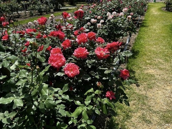 5月4日、花を観たくて京都の府立植物園に行きました。<br />初夏のこの時期、薔薇が満開。シャクヤクも綺麗に咲いていました。広い園内たっぷりと花を楽しめます。<br />園を出て少しだけ京都北山近辺を散策。訳もなくこの辺りが好きなので、もうすこしあるいていたかったのですが、ただ、暑い。歩いているだけで汗が噴き出ます。まだ木陰は涼しいのは空気が乾燥しているからでしょうか。なので、雑貨屋INOBUNによっただけで、早々に引き上げました。ちょっと残念。