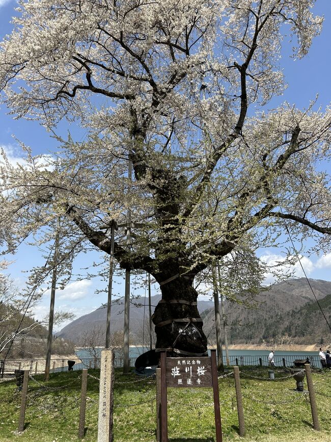 岐阜県の荘川にある、荘川桜を見に行きました。<br />その模様をお伝えします。