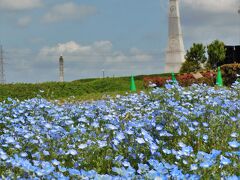 ネモフィラ咲くひまわりの丘公園