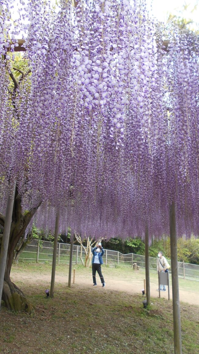 写真は「花と光の楽園、あしかがフラワーパーク」で見た<br />満開の藤の花棚です。<br />藤の花房が圧倒的な質量で垂れている姿に思わず息を飲み込んで<br />しまいました。<br />私たち「花追い旅」の最終地は<br />実は私たちの生活圏の近くにあったのです。<br />メーテルリンクの『青い鳥』にありますように<br />”幸せは遠くにあるのではなく，ごく身近なところにある”<br />ということが分かりました。<br />今日は心ゆくまで百花繚乱の花々を堪能したいと思います。<br /><br />当初の計画では青森から新幹線で帰る予定だったのですが<br />急遽計画を変更してフェリーで津軽海峡を渡り函館まで行きました。<br />五稜郭の桜が丁度満開だったので予定を変更して良かったです。<br />また４トラさんで「弘前などで桜のお花見した後に<br />あしかがフラワーパークに行ったのが良かった。」<br />というブログを読みました。<br />私たちも「花追い旅」の最後の月曜日に<br />あしかがフラワーパークを訪れて<br />とても良かったと思っています。<br /><br />＜今回の旅の計画＞<br />2023年04月15日（土）東横イン北上駅新幹線口 <br />07:52発　柏ＪＲ特急ときわ51号　全席指定・勝田行<br />08:54到着　勝田<br /><br />国営ひたち海浜公園入園券付　<br />勝田駅-海浜公園1日フリーきっぷ 季節料金期間用 <br />シルバー1,250円　バス代往復800円込みで現金のみ合計1,250円<br />2023年4月15日　ネモフィラ満開<br />11：47発　勝田　ＪＲ特急ときわ　品川行<br />友部ＪＲ水戸線　小山行<br />小山からＪＲ新幹線やまびこ　仙台行<br />宇都宮から　ＪＲ新幹線やまびこ　盛岡行<br />16:31着　北上　さくら祭り　ライトアップ18時～21時<br /><br />2023年04月16日（日）東横INN秋田駅前<br />08:58発　北上　ＪＲ新幹線やまびこ51号　盛岡行<br />09:17着09:46発　盛岡　ＪＲ新幹線　こまち　秋田行　<br />10:39着　角館<br />14:22発　角館　ＪＲ新幹線　こまち・秋田行　13号車自由席<br />15:04着　秋田　秋田千秋公園１８時からライトアップ<br /><br />４月１7日（月）　東横INN弘前駅前<br />09:44発　秋田　ＪＲ奥羽本線・大館行発 　10:16着　八郎潟<br />又は10:55発　秋田　ＪＲ奥羽本線・東能代行発　11:29着八郎潟<br /><br />バス　駅前発バス11：55　⇒大潟富士12：04着　道の駅着　12：17<br />バスに乗車せずに弘前に行った。<br />八郎潟発16：15つがる5号18:30新青森着<br />実際は1本前のつがるへの指定席の変更は乗車券販売機で変更できた。<br /><br />2023年4月18日（火） アートホテル弘前シティ　<br />私鉄の「中央弘前駅」or私鉄の「弘前駅」にて<br />「乗車証明書」提示で<br />『共通入園券』が無料でもらえた。<br />降りたところのマシーンで自分で『共通入園券』を<br />引いてもらった。<br />改札が同じ場所だが駅員が見ているので入ってすぐはもらえず。<br />弘前城本丸１７時迄・北の郭、弘前城植物園17時までと藤田記念庭園の<br />1日入園券　大人 520円<br />『共通入園券』無料チケットは当日限りで時間がなくて藤田記念庭園<br />は入場せず。<br /><br />2023年4月19日（水）東横INN弘前駅前　ペットボトルの水サービス<br />18日と１9日弘前観光　スマホのみで購入できる津軽フリーパス<br />スマホで2日間購入済みで１か月の間の2日使用期間。<br />スマホですぐ出せなくて苦労した。<br />「TOHOKU MaaS」で電子チケットとして販売。大人 2,460 円<br /><br />2023年04月20日（木）東横INN新青森駅東口<br />　　　　　　　　　　　青森周辺の桜を観光　<br /><br />2023年4月21日(金)東横INN青森駅前から東横INN函館大門に<br />前日に変更した。<br />https://www6.kaiho.mlit.go.jp/01kanku/<br />hakodate/keihou_kaijou.html<br />--津軽海峡 地方海上予報　函館海上保安部<br />波が高かったらどうしようか<br />　　　<br />函館にフェリーで移動し観光する。<br />津軽海峡フェリー9000トン級は乗船日の5日前までの予約<br />及び事前決済が可能であること<br />海割ウォーク　2,780円が大人2,380円<br />2日前にスマホでクレカで購入して200円引きだった。2,580円<br /><br />ねぶたん号バス青森駅西口②番乗り場　駅出て目の前　<br />駅を出たところにトイレもあり<br />9:00発　満員に近い　300円　スイカ使用可能<br />津軽海峡フェリーターミナル9:11着<br /><br />11便　ブルールミナス	10:00出港	函館13:40着<br />函館のフェリー発　バス14:10発　14:30着途中のバス停<br />14:35途中のバス停	14:40函館駅　350円くらい　<br />きれいな大型バスは時間通りに発車　10人くらいしか乗車せず。<br />待てない人はタクシーを利用していた。駅まで2,000円以内との事。<br /><br />2023年04月22日（土）東横INN函館駅前大門　　2泊目<br /><br />04月23日（日）東横INN　東横INN函館駅前朝市<br />駅から4番バス停　函館登山バス始発17：30　30分毎　<br />帰りは山頂18：10発に乗車した。ドライバーは<br />30分毎だが大渋滞で昨夜の最後のバスなどは取り消しとのこと。<br />ロープウェーで帰って下さいとのことでした。<br />ICカード利用可で片道500円　バスや市電の乗り放題チケットは<br />スマホのみで購入、使用できる。<br />市電乗り放題チケットだけは紙のチケット。<br /><br />2023年04月24日（月）　東横INN小山駅東口2はキャンセルした。<br />07:00　函館ＪＲ快速はこだてライナー・<br />　　　　新函館北斗行 2駅　4両くらい<br />07:19着07:38発　新函館北斗　新幹線はやぶさ14号・東京行6駅指定席<br />09:41着10:08発　盛岡　ＪＲ新幹線やまびこ56号・東京行<br />12:34着12:55発　宇都宮　ＪＲ湘南新宿ライン・逗子行 5駅 <br />13:21着　小山　　<br />１4：02発　小山　ＪＲ両毛線・高崎行7駅594円<br />14:37着　あしかがフラワーパーク<br />両毛線・高崎行ホームに行く途中の無人の観光案内の部屋で<br />パンフレットがあり<br />100円引き券が下の隅にあった。5名迄使用できる。<br />西口は駅から3分くらいと近い。<br />入園チケットを100円引きの2,000円で購入した。<br />購入は15時くらいだったがあまり混まずに購入できた。<br />入園チケットは200円割引きチケットが下に印刷され<br />3名迄利用可能で翌日から10月末利用可能。<br />あしかがフラワーパーク　17：30から夜間入園200円しか違わない<br />18時からライトアップ。<br />セブンかローソンで購入すると200円引きくらい、<br />手数料はかかるかもしれません。<br />宿泊せずに当日中に19：18小山行に乗り<br />また乗り換えて帰宅した。<br />小山行ホーム中央は（単線です）混雑していました。<br /><br />参考<br />青函フェリーは3000トン級でWEB予約　<br />乗船日2日前の23：59までネットで購入すると<br />2023年のはやぶさⅡ就航記念で1700円　9便14：35出港<br />函館18：25着　はやぶさⅡ　<br />青函フェリーに乗船した人のみ専用の予約タクシー1,000円位で<br />函館駅等まで行ける。<br /><br /><br /><br />