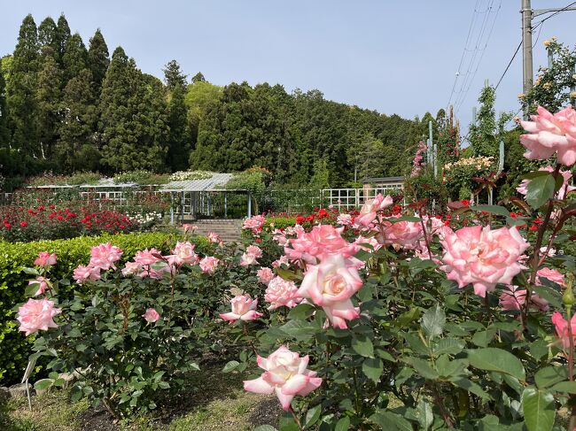 GWはどこもかしこも人だかりなので、じゃぁ地元で過ごそうって思って地元のお寺を訪れたら、<br />某テーマパークほどではないにしろ、そこそこ人が集まっていたので、<br />やっぱり今年はいつもよりすごいんかということを再確認した次第です。<br />