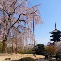 春爛漫　人、人、人だらけの桜満開の京都　今年の桜は早かった　②醍醐寺、東寺、ウェスティン都ホテル京都