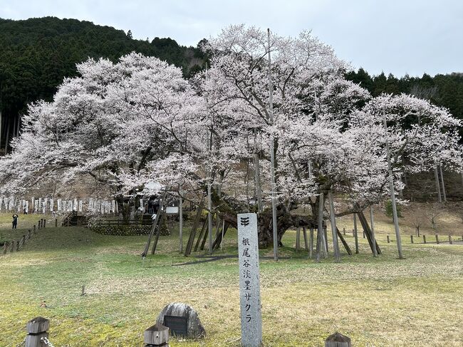 岐阜県の淡墨桜を見にきました。<br />大きな桜の木が満開でした。
