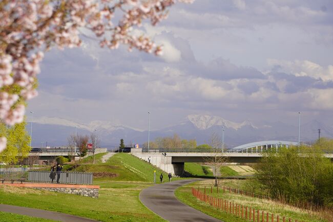 久しぶりの連休。<br />JALのセールでお得な航空券で北海道へ。<br /><br />春の美瑛で、雪山の大雪山を見たい。<br />男山自然公園のカタクリの花を見る。<br />青い池のライトアップ最終日！<br />上御料の一本桜を見る。<br /><br />めいいっぱい、レンタカー無しの大忙しの旅でした。<br /><br />4/29　JALシティ羽田ウエストウイング<br />4/30　JAL503 HND7:20-CTS8:50<br />　　　　ホテルラヴニール宿泊<br />5/1　 JAL556 AKJ16:20-HND18:10<br />