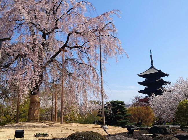 春爛漫　人、人、人だらけの桜満開の京都　今年の桜は早かった　②醍醐寺、東寺、ウェスティン都ホテル京都