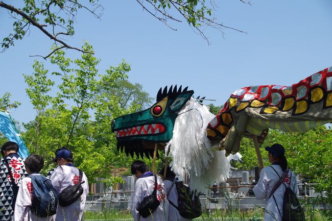 休日の５月４日の朝、武蔵浦和駅で若い２人に割り込まれました。ＪＲ武蔵野線の東浦和駅より歩き始め、見沼代用水西縁（みぬまだいようすいにしべり）沿いを歩きました。芝川第一調節池（右岸）は工事中で、芝川第一調節池（左岸）が広大な池となっていました。東北自動車道は歩行者には難所です。埼玉高速鉄道は電車賃が高いので、歩いて、浦和美園駅へ行きました。サッカー愛が強いようで、「キャプテン翼」のステンドグラスが鮮やかです。<br />10時より埼玉スリバチ学会の「竜神まつり」を巡るツアーが始まりました。炎天下で、修業のような歩き始めでした。<br />曹洞宗の国昌寺（こくしょうじ）に到着。既に竜神まつりで賑わっていました。風船状の竜と張り子の竜が居ました。開かずの門が、ご住職様の読経により、開門され、２体の竜の練り歩きが始まりました。芝川を渡り、氷川女體神社（ひかわにょたいじんしゃ）の前の「磐船祭祭祀遺跡」まで行きました。この「竜神まつり」はお寺と神社を結ぶもので、2000年(平成12年)辰年５月４日に始まった新しいお祭りだそうです。張り子の竜は手作りで、風船状の竜の方はとても高額だそうです。<br />神社で一般のお客さんより市議さんが優先されていて、ちょっとイラっとしました。氷川女體神社の神事が始まりました。宮司様は高齢の女性でした。こちらは「祇園磐船竜神祭」と言っていました。元は神様が船で沼を巡るお祭りだったそうで、これはとても古そうです。稚児の舞、巫女の舞の奉納、私の汚れた心が綺麗になりました。保存会の歌手による「見沼通船舟歌」が奉納され、素晴らしい歌声でした。神事を間近で見られ、宮司様と一緒にお参りができました。有り難いことです。<br />神社にずっといたため、埼玉スリバチ学会からは離脱しちゃいました。浦和の住宅地をのんびり北浦和駅まで歩きました。ＪＲ京浜東北線で帰途に就きました。