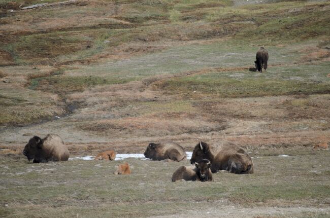 2週間の休暇の前半部分。野生動物を見るというのが一番の目的です。メインは私にとっておそらく10年連続13回目になるイエローストーン。<br /><br />イエローストーンへの今までの旅行では3月～11月に訪問し、それらの体験から私たちにとって一番よいと確信する時期である5月初旬での再訪です。また、帰りには私たちがアメリカの西海岸の国立公園で唯一行ったことのないグレートベースン国立公園を通過することにしました。最高の時期でのイエローストーン再訪と西海岸の国立公園制覇を達成できるということで、ちょっと特別感のある旅行という想いを胸に出発します。たくさん動物が見れるといいな。<br /><br />ホテル予約はウェスト・イエローストーンに2泊、ラスベガスに1泊。<br /><br />Stage Coach Inn<br />住所：　209 Madison Ave, West Yellowstone, MT 59758<br />料金：　$290/2泊<br /><br />The LINQ<br />住所：　3535 S Las Vegas Blvd, Las Vegas, NV 89109<br />料金：　$50/1泊＋Resort Fee($45/1泊）<br /><br />念のためのお知らせですが、野生動物を見るのが一番とか少々偏った趣向を持つ私たち夫婦にとってのベストの時期が５月初旬です。イエローストーンの道がすべて開通し、ビジターセンターやギフトショップの多くが営業開始するのは5月末のメモリアルデイ以降。なので一般の観光客の方に向いているのは６月～８月頃かもしれません。