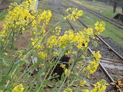 鴨川シーワルードと菜の花　ラスト