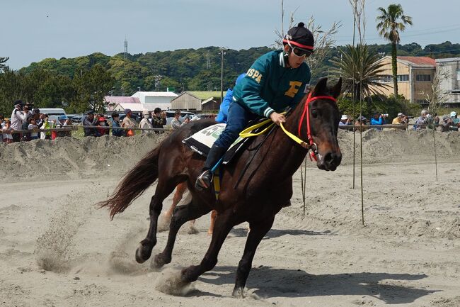 “さがら草競馬”を久しぶりに見て来ました。<br />その第2回で、“草競馬”です。<br /><br />▼YouTubeです。宜しかったらご覧下さい。そして高評価、チャンネル登録をお願い致します。<br />・さがら草競馬2023.04.29<br />https://www.youtube.com/watch?v=Az2F7HV0fMg&amp;t=4s<br /><br />★牧之原市観光案内のHPです。<br />https://msckc.jp/kankou/index.html