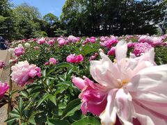 【大船フラワーセンター】バラ（薔薇）とシャクヤク（芍薬）と寿司を楽しむゴールデンウィーク