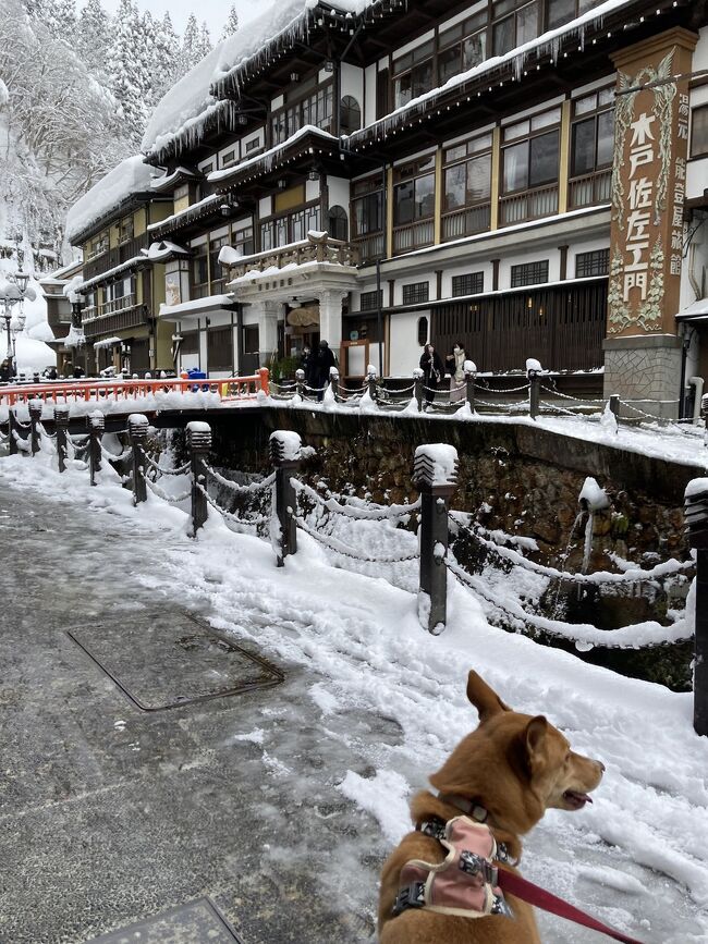我が家の臆病な雑種犬・ローちゃんと山形県に行ってきました。<br />東北中央自動車道で【銀山温泉】へ。<br />雪の温泉街を散策し、米沢へ移動。犬と食事から寝るまで一緒に過ごせる「愛犬のおやどエビスヤ」ホテルに泊まりました。<br />なんと、ペットは人間のベッド上もオッケー。<br />室内完備の広いドッグランもあって、外が寒くても、雪でも問題無し。<br />食事は専用の個室(十分広く、中庭が望める)なので、他のワンちゃんと一緒になる事はなく、夕食には米沢牛コース、朝食は大変豪華で野菜たっぷり、お米は甘く、量も十分な内容で大満足で、ゆっくり過ごせました。<br />特に、山形といえばの、芋煮がすき焼きのような味で、また食べに泊まりに行きたいです。
