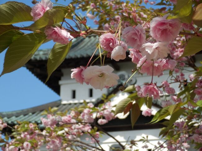 津軽・弘前　第二弾！ＪＡＬスマイルキャンペーンで飛ぶ 名残り桜のご城下をぶらぶら歩き旅ー２