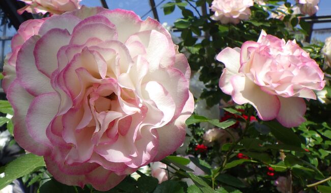 ＧＷの好天に誘われて、千葉・八千代緑ヶ丘にある【京成ばら園】で、華麗なるバラの姿と香りを楽しんできた。<br /><br />［アクセス］<br />東葉高速線・八千代緑ヶ丘駅より徒歩１５分。（今回使用しなかったが、バスでもアクセス出来るようです。）<br /><br />［入園料］<br />通常・大人１名1,500円だが、駅改札内に臨時設置された前売りチケット販売テーブルで購入すると、前売り扱いとなり通常よりも100円安く買い求める事が出来ます。<br /><br />［規模］<br />1,600品種のバラが植えられている。併設されている巨大ガーデンセンターで綺麗な花を購入、カフェ、レストラン、お土産のショップ、ベーカリーがあり、一日綺麗なバラに触れる事が出来る。<br />