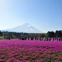 本栖湖リゾート芝桜　一面のピンク