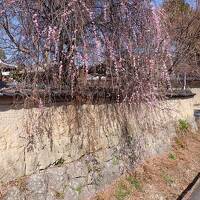 早春の週末旅は奈良へ・・２日目午前は西ノ京（薬師寺・唐招提寺）。