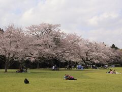 泉自然公園で酒無しの花見