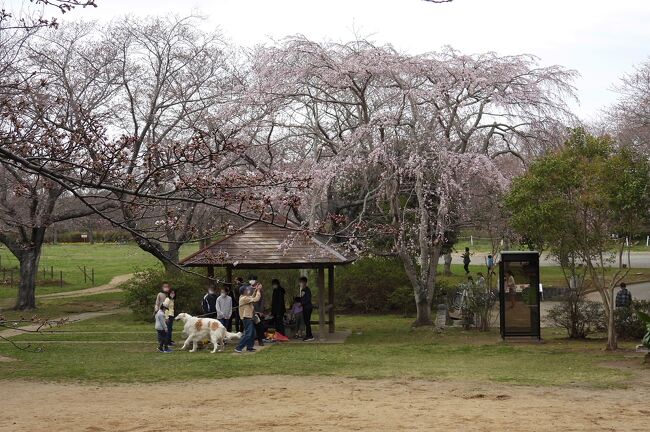 鹿島城山公園で散策＆バードウォッチング [2022](1)