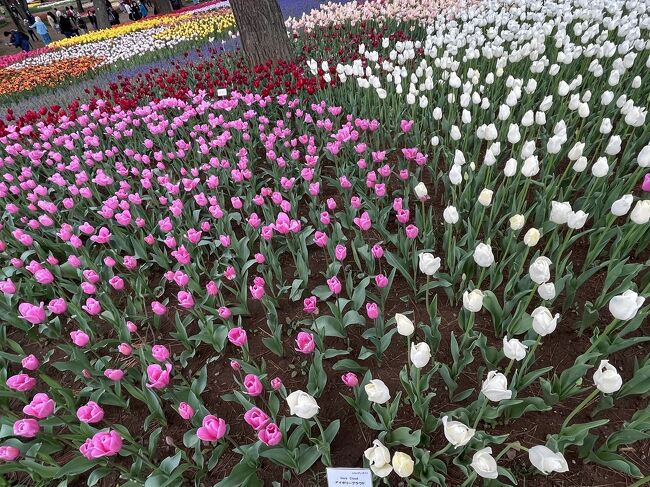 ネモフィラが見頃になったという事で見に行ったひたちなか海浜公園でしたが、曇り空だったためかネモフィラより見頃過ぎとなっていた、チューリップの見頃さにやられました。マツコの知らない世界でもやっていたのですがチューリップ品種の多さにも感動。