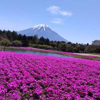 甲州「富士芝桜・リニア見学センター、神社仏閣、温泉、ワイン」の旅