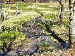 奥裾花は今がチャンス　水芭蕉がキレイです