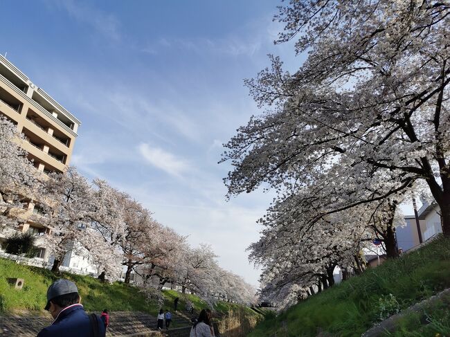 今年も桜の季節がやってきました♪<br />奈良佐保川の桜がとてもきれいだったので今年も見に来ました(^^♪<br /><br />1000本を超える見事な桜並木(*^_^*)