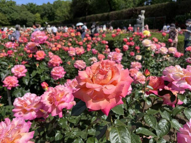 調布の神代植物公園に行ってきました。<br /><br />ちょうど今のシーズンはバラが見頃。多種多様なバラが咲き乱れる光景は凄かったです。<br /><br />品種名も1つ1つ個性的で面白かった！他に花の時期にも行ってみたいです。<br /><br />▼ブログ<br />https://bluesky.rash.jp/blog/travel/jindaipark.html