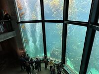 2023年GW サンフランシスコ周辺(6) 5日目 モントレー水族館とトレジョでのお買い物