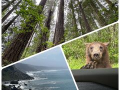 2023年GW サンフランシスコ周辺(2) 二日目 スターウォーズの世界☆レッドウッド国立公園　野生熊との遭遇