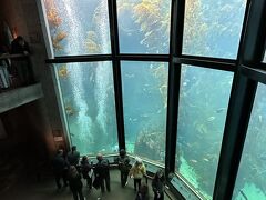 2023年GW サンフランシスコ周辺(6) 5日目 モントレー水族館とトレジョでのお買い物