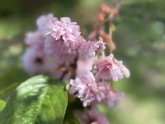 記録：新宿御苑の花たち