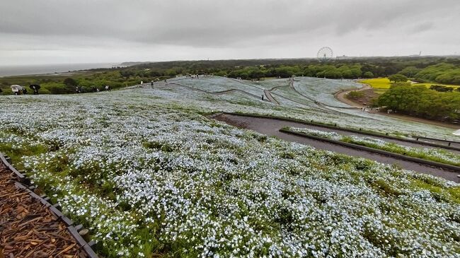 神奈川から都内や千葉県を通り抜けて、はるばる来たぜ茨城県へ☆<br />雨の中、ネモフィラを見て、水戸市内のスイーツ店巡りなど。