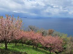 【2023年　香川】4　五色台の奇跡と世界が認めた紫雲出山の桜（咲いていれば・・・）