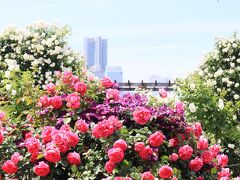 山下公園のバラ、見頃が続いています・・・